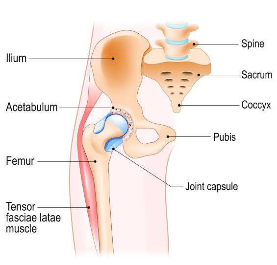 Back pain medical assessment illustration