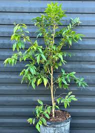 Image result for Jamesbrittenia albobadia