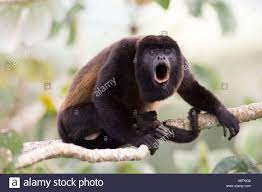 Black Mantled Howler Monkey Alouatta Howler Monkey Monkey Animals