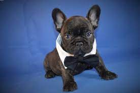 They come with papers, shots, and health guarantees. French Bulldog Puppy Dog For Sale In Milwaukee Wisconsin