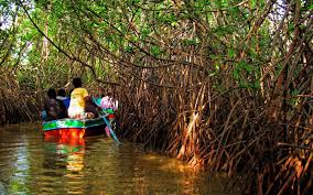Pichavaram Mangrove Forest Boating Packages Book Tamil Nadu Tours Holidays Sabsanholidays In Http Www Sab Tourism Dubai Holidays Holiday Packaging