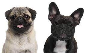 Top quality family french bulldog puppies from the best reputable breeders. All About The French Bulldog Pug Mix Frenchie Pug