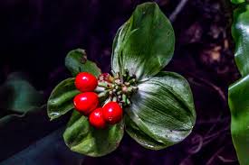 Image result for Scadoxus membranaceus