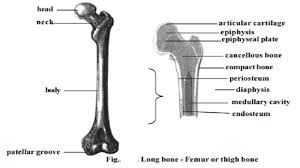 The patella, carpal and tarsal bones can be regarded as epiphysis concerning the differential diagnosis. Structure Of A Typical Long Bone