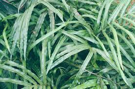 Image result for Pteris cretica