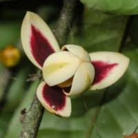 Image result for Polyceratocarpus gossweileri