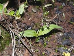 Image result for Liparis mulindana