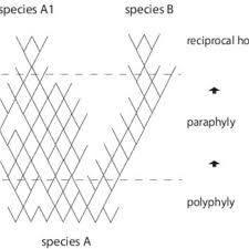 Image result for Dissotis pachytricha