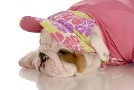 We did not find results for: Seven Week Old English Bulldog Puppy Dressed Up In Pink Hat And Sweater Stock Photo C Willeecole 3454766 Stockfresh