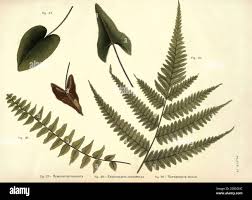 Image result for Christella gueinziana