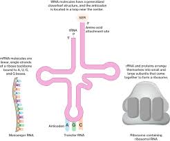 central dogma of biology course hero