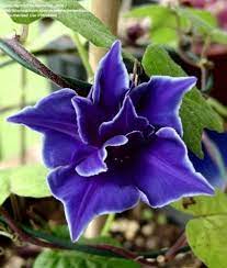50 Dark Blue Japanese Morning Glory Seeds Ipomoea Nil Flower Seed Home Garden Decor Morning Glory Flowers Flower Seeds Bonsai Flower