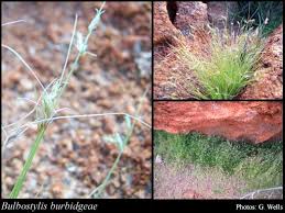 Image result for Bulbostylis clarkeana