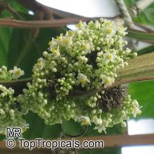 Image result for Paullinia