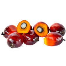 Image result for Elaeis guineensis