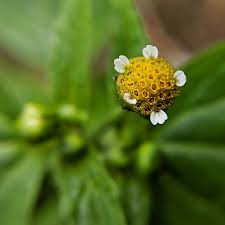Image result for Galinsoga parviflora