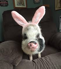 The most complete information about stores in keene, new hampshire: Little Penelope Pig Is Horse Buggy Feeds Keene Nh Facebook