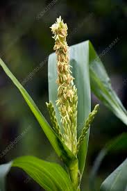 Image result for Zea mays