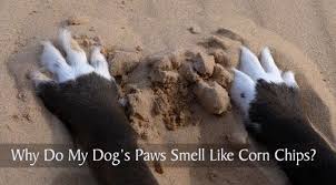 Frito Feet Why Do My Dog S Paws Smell Like Corn Chips Dog Paws Corn Chips Dogs