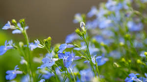 See more ideas about scenery, scenery wallpaper, nature wallpaper. Green Flowers Garden Backgrounds Natural Scenery Wallpaper 127639
