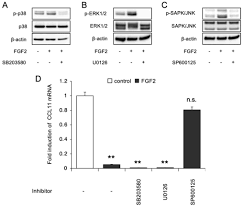 Fibroblast growth factor 2 suppresses the expression of C-C motif chemokine  11 through the c-Jun N-terminal kinase pathway in human dental pulp-derived  mesenchymal stem cells