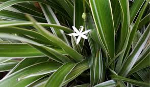 Image result for Chlorophytum geophilum