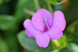 Image result for Barleria holubii