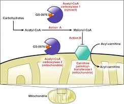 Coenzyme q10 (coq10) is a substance that is naturally present in the human body, with the highest levels in the heart, liver, kidneys, and pancreas. Acetyl Coenzyme A Carboxylase Inhibition Delivers As Anticipated For Patients With Nonalcoholic Steatohepatitis Gastroenterology