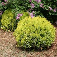 Anna S Magic Ball Arborvitae Plant Thuja Dwarf Trees For Landscaping Shrubs For Landscaping Dwarf Evergreen Shrubs