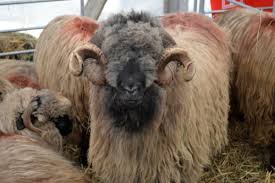 We did not find results for: Idei De Afaceri Top 5 Rase De Oi Pentru Carne Ziarul Ceahlaul