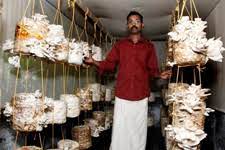 Mushroom cultivation is one of the best money earning source from home for house wife and farmers. Kvk Kozhikode Promotes Organic Mushroom Production From Banana Residue à¤­ à¤°à¤¤ à¤¯ à¤• à¤· à¤…à¤¨ à¤¸ à¤§ à¤¨ à¤ªà¤° à¤·à¤¦
