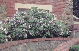 Image result for Impatiens