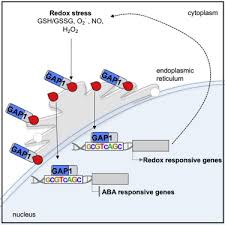 Our integrated secure access portfolio combines vpn, sdp, sso, mfa, nac and adc technologies delivered as point solutions or suites to address a broad array of business. Redox Feedback Regulation Of Anac089 Signaling Alters Seed Germination And Stress Response Sciencedirect