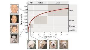 An increase in dog rabies vaccination rates decreases dog. Explained A New Calculation To Find Out Your Dog S Age In Human Years Explained News The Indian Express