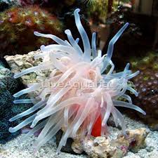 Condy Anemone Condylactis Gigantea Minimum Tank Size 20