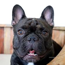 Black And Tan Frenchie Cost Wigglebutz French Bulldog Puppies For Sale Frenchie Breeder Stud French Bulldog Bulldog Puppies For Sale Bulldog Puppies