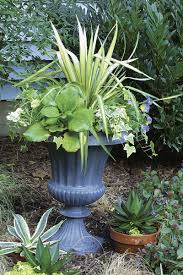 If we look at the shape of it, it is the oval one. 10 Plants For Year Round Containers Finegardening