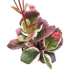 Image result for Kalanchoe brachyloba