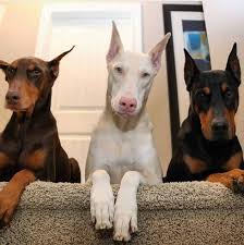 What Beauties Instagood Instagreat Adoptdontshop Doberman Oreo Dogsofinstagram In 2020 Cute Dogs And Puppies Cute Dogs Doberman Colors