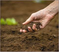 Soil Biorenovation of heavily depleted agricultural soils: