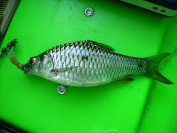 Jom singgah ke sisik harini. Tebal Sisik Umpan