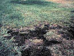 Lawn Diseases Gardening Solutions University Of Florida