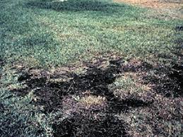 Lawn Diseases Gardening Solutions University Of Florida