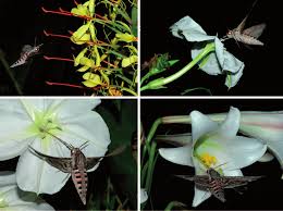 Image result for Centrostigma occultans