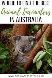 The Ultimate Guide To Australian Animal Encounters Koala Australian Animals Australia