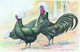 They come in a variety of colors. Murray Mcmurray Hatchery White Crested Black Polish