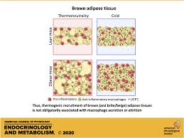 Adipose tissue is specialized connective tissue that functions as the major storage site for fat in the form of triglycerides. Thermogenic Recruitment Of Brown And Brite Beige Adipose Tissues Is Not Obligatorily Associated With Macrophage Accretion Or Attrition American Journal Of Physiology Endocrinology And Metabolism