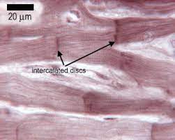 Here are the types of cardiac muscle tissues slides in the form of images based flashcards. Muscle The Histology Guide