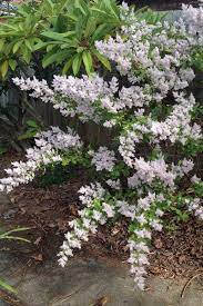Nutmeg Bush Flowers In June Garden Shrubs Plants Shrubs