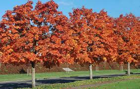 Deborah maple acer platanoides 'deborah'. Acer Platanoides Deborah Landscape Plants Oregon State University